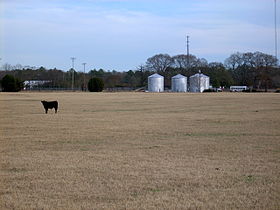 Tar Heel (Caroline du Nord)