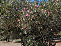 Nerium oleander kann bis etwa 3 m hoch werden