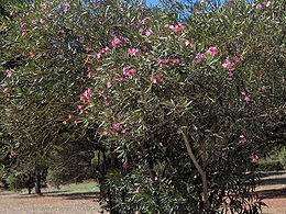 Leander (Nerium oleander) Portugália, Batalha