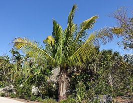 Beccariophoenix madagascariensis