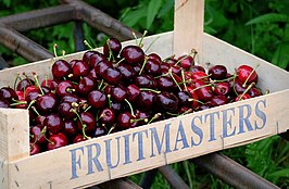 FruitMasters