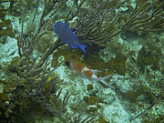 A Blue Tang and Squirrelfish in Providenciales