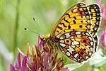 Boloria selene – Flügelunterseite