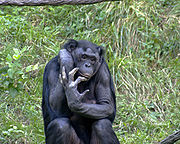 Bonobo en el Zoo de Cincinnati, mayo de 2005