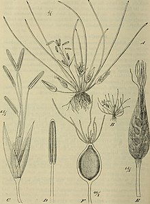 Botanische Jahrbücher für Systematik, Pflanzengeschichte und Pflanzengeographie (1904) (20402793025) .jpg