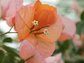 Bougainvillea × buttiana