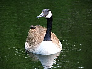 Branta canadensis -Smythe Park, Toronto, Canada-8.jpg