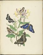 British Butterflies and Their Transformations (25064013495)