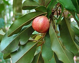 Galbulimima belgraveana