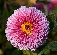 Chrysanthemum morifolium 08NOV.jpg