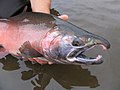 Coho salmon (Oncorhynchus kisutch)