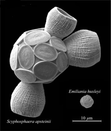 Comparative coccolithophore sizes.png