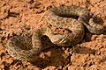 Crotalus viridis Adulte Weibchen. This is the new word for German.