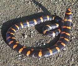 Punane silindermadu (Cylindrophis ruffus)