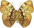 C. hyarbita hyarbita ventral side