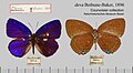 A. h. deva male and female North Borneo Courvoisier Collection, Basel