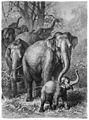 Die Gartenlaube (1881) b 017.jpg Elephantenwanderung Originalzeichnung von F. Specht (S)