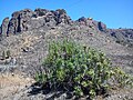 A cserjés Echium decaisnei gyakran előfordul