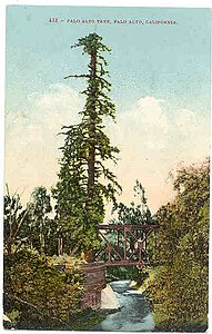 El-palo-alto-tree-californie.jpg