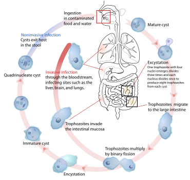 Life cycle of Entamoeba histolytica, an anaerobic parasitic protozoan transmitted by the fecal-oral route Entamoeba histolytica life cycle-en.svg