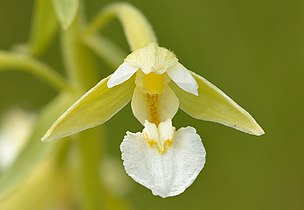 Fleur d'Epipactis palustris var. ochroleuca.