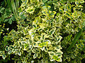 Euonymus fortunei