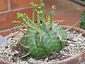Kulovitý pryšec Euphorbia meloformis