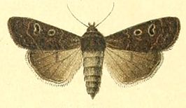 Euxoa adumbrata