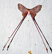 Eudaemonia troglophylla (Saturniidae, Saturniinae)
