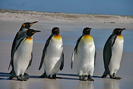 Falkland Islands Penguins 36.jpg