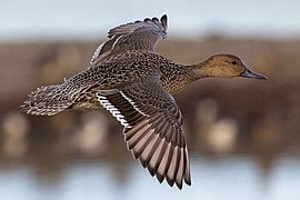 Canard pilet femelle en vol dans le même parc. Janvier 2022.