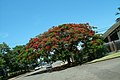 Flamboyant, localizado em Cascavel-PR, árvore imponente e de beleza certa em sua florada da primavera-verão.