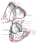 Lateral view of the right hip bone. Acetabular...