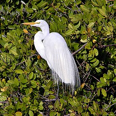 Great egret in spring plumage