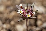 Gymnosteris parvula