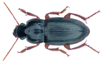 Miniatura para Harpalus smaragdinus