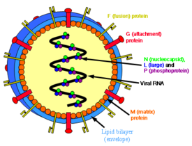 Структура генипавируса, подобного LayV