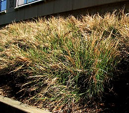 Heteropogon contortus