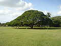 L’arbre d’Hitatchi (Japon) dont la forme rappelle celle des arbres broutés par les herbivores.