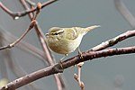 Miniatura para Phylloscopus humei