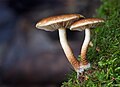 Hypholoma sp, Myrtle Forest, Collinsvale, Tasmania, Australia