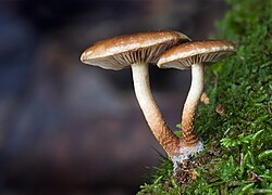 Hypholoma sp.