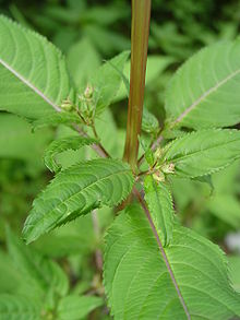 balsam seed dispersal