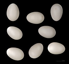 Huit œufs légèrement pyriformes, d'un blanc brillant, photographiés sur fond noir