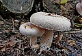 Lactarius pubescens