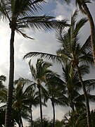 Camping de Lanai rodeado de palmeras.