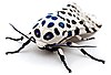 LeopardMothBlueSpots edit2.jpg Hypercompe scribonia