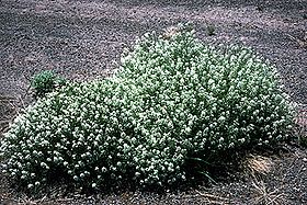 Lepidium montanum