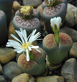 Lithops karasmontana