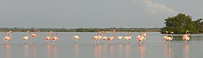 Kubaflamingos im Santuario de Fauna y Flora los Flamencos